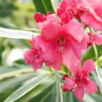Oleander: Een Prachtige, Maar Giftige Tuinplant
