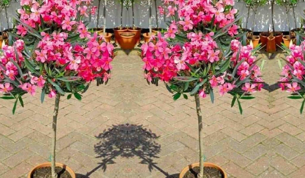 Oleander