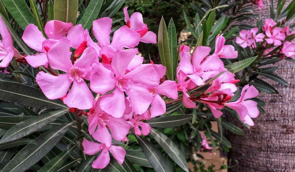 Oleander