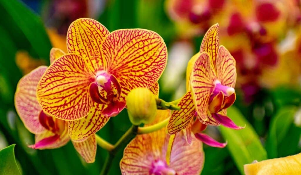 Orchidee