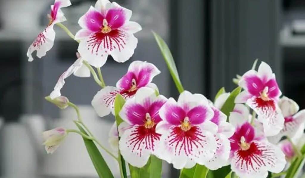 Orchidee[