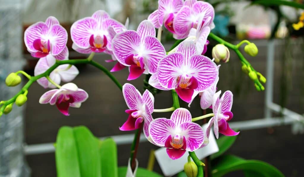 Orchidee