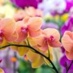 Orchidee: Verzorging, Kopen en de Lego Orchidee Uitgelegd