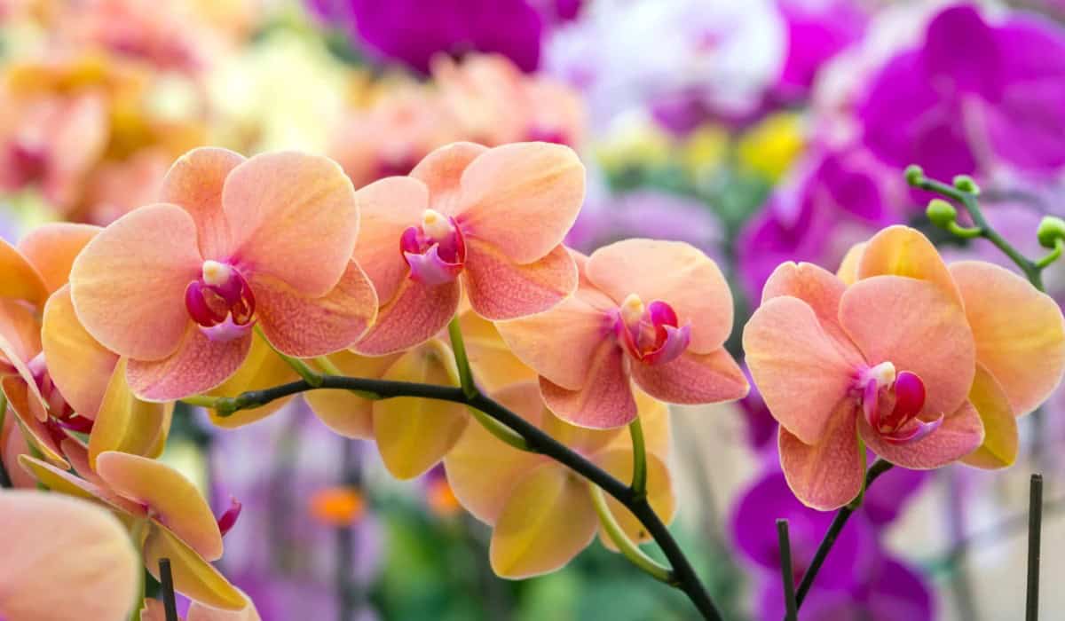 Orchidee: Verzorging, Kopen en de Lego Orchidee Uitgelegd