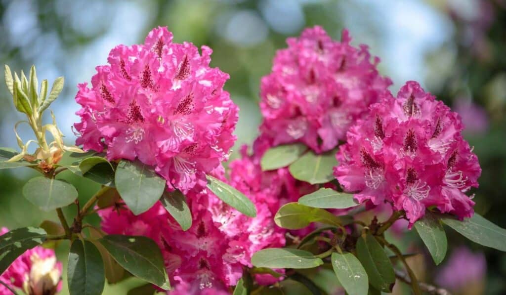 Rhododendron kopen, snoeien en verzorgen: complete gids