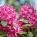 Rhododendron kopen, snoeien en verzorgen: complete gids