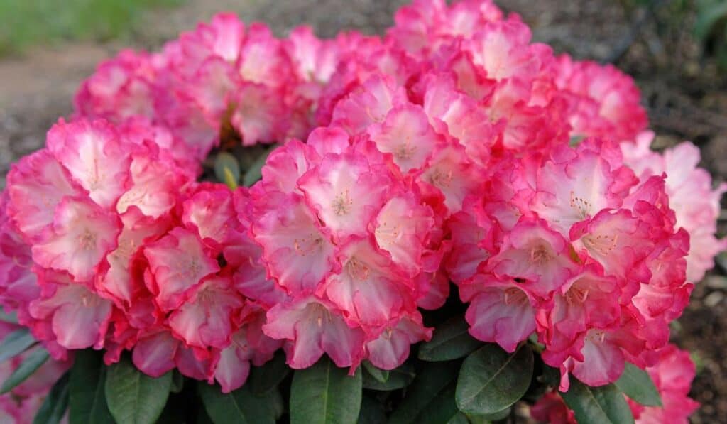 Rhododendron