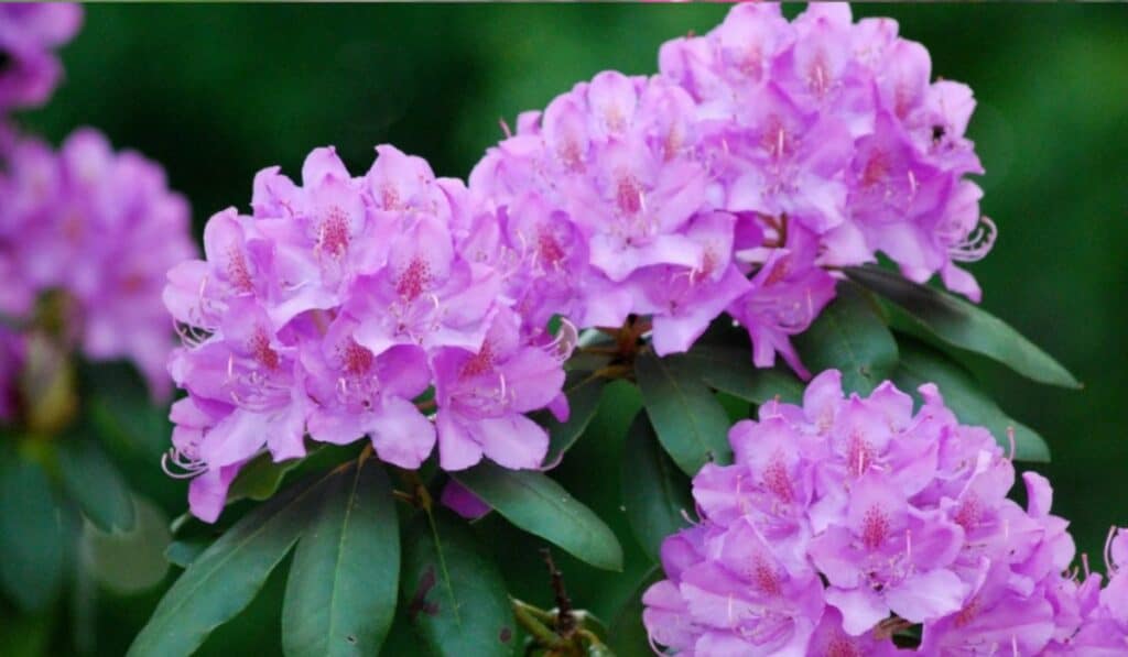 Rhododendron