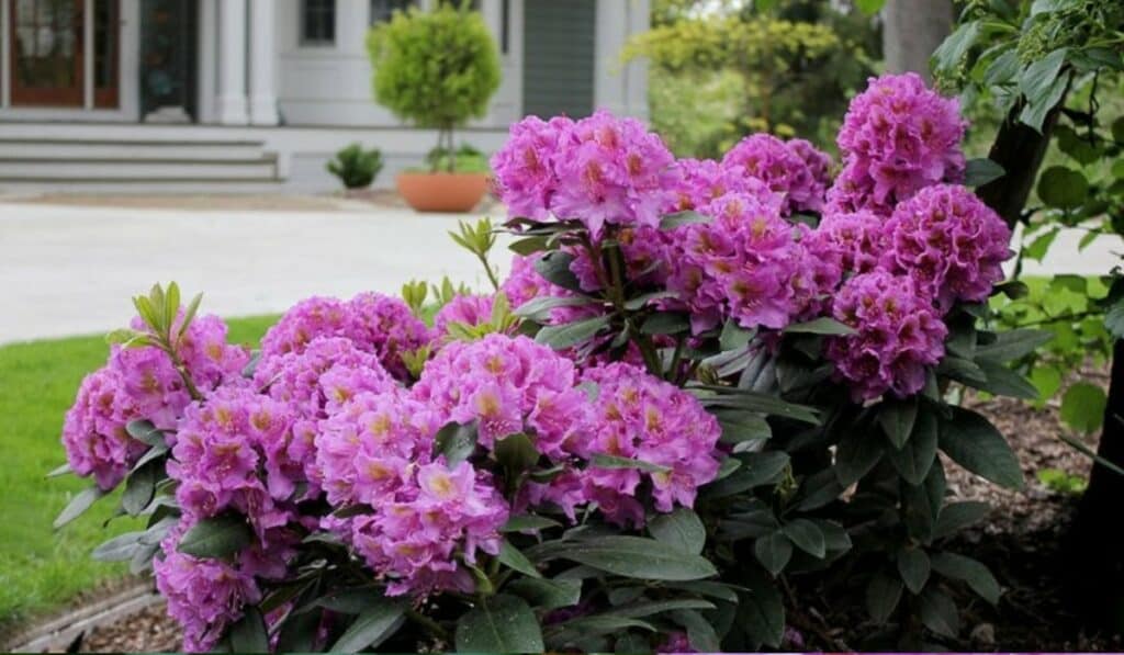 Rhododendron