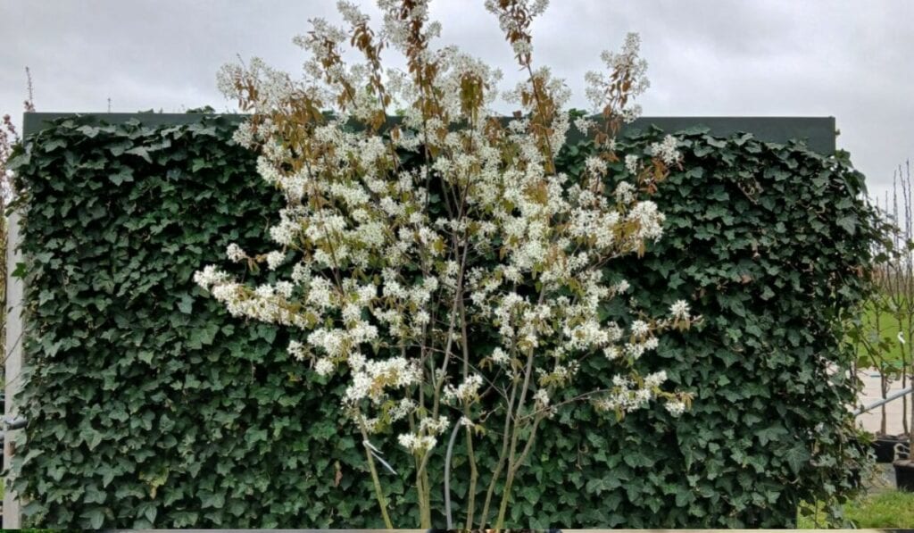 Meerstammige Krentenboom: Prachtige Sierstruik voor Elke Tuin