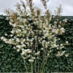 Meerstammige Krentenboom: Prachtige Sierstruik voor Elke Tuin