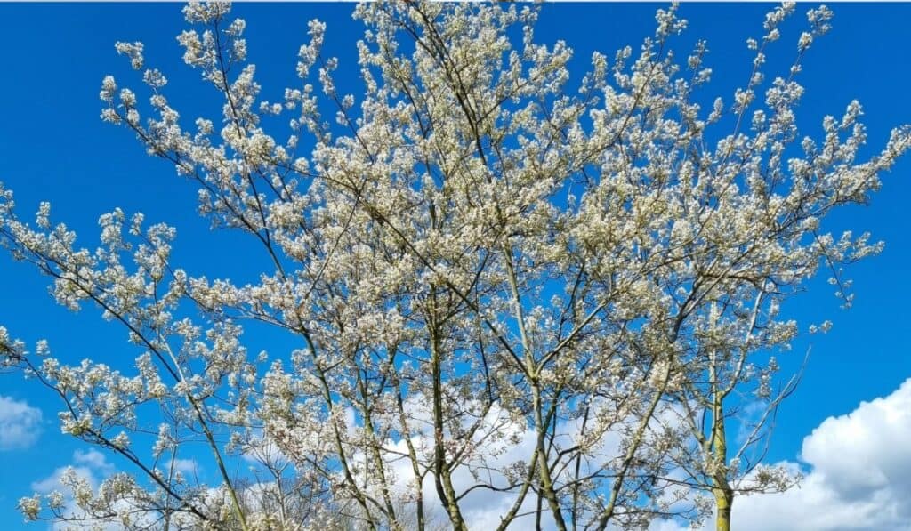 Meerstammige Krentenboom