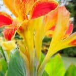 Cleopatra bloem: Betekenis, soorten en verzorging