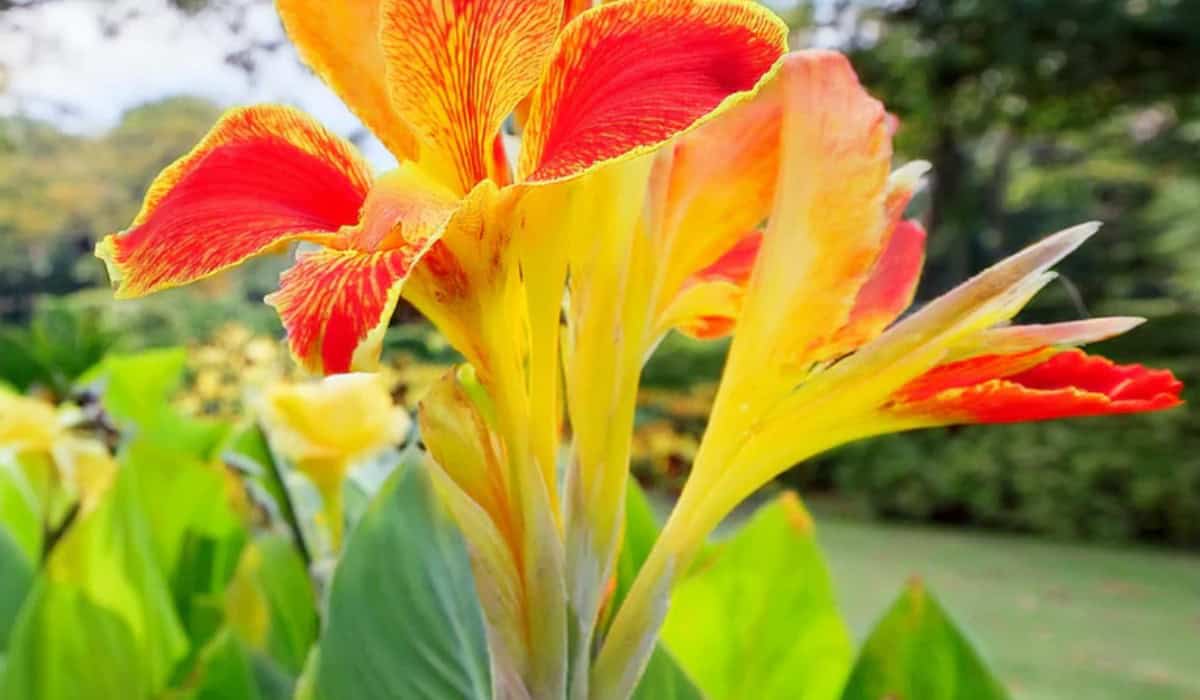 Cleopatra bloem: Betekenis, soorten en verzorging