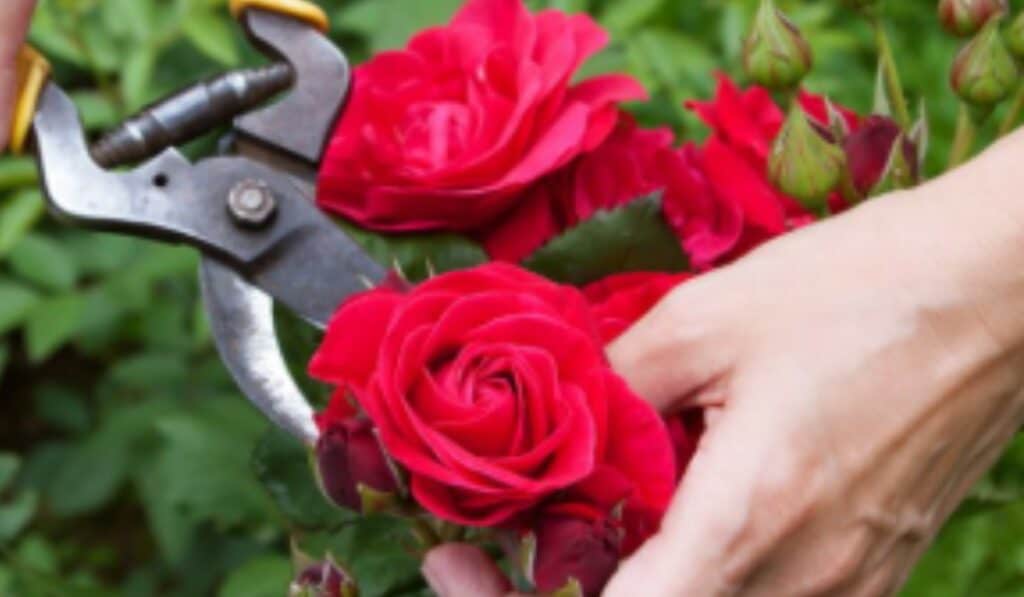 Rozen snoeien: Alles wat je moet weten voor een gezonde tuin