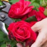 Rozen snoeien: Alles wat je moet weten voor een gezonde tuin