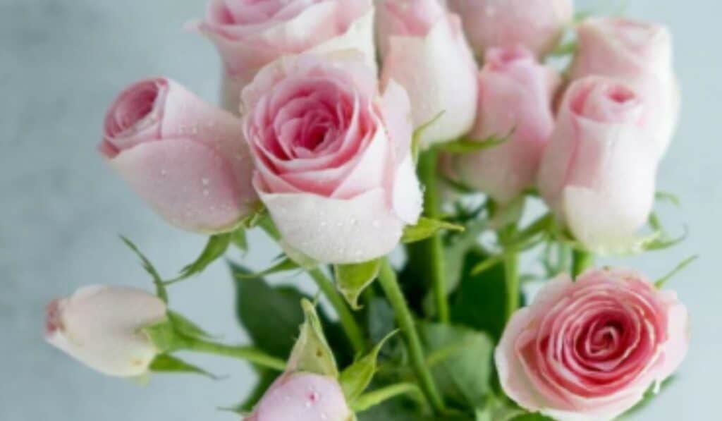 Rozen snoeien