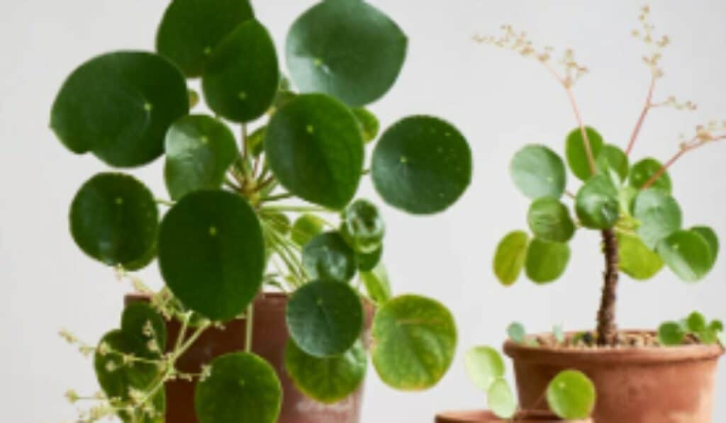 Pannenkoekplant: De Complete Gids voor Stekken, Verzorging en Bloei in de Tuin