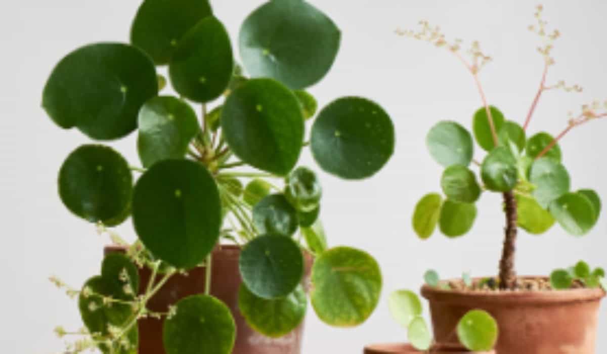 Pannenkoekplant: De Complete Gids voor Stekken, Verzorging en Bloei in de Tuin