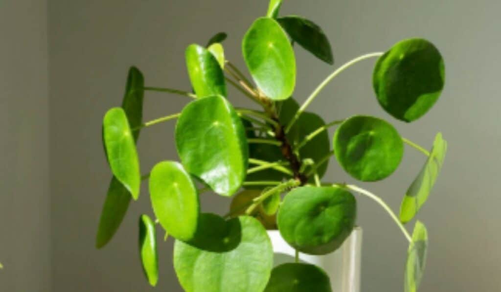 Pannenkoekplant