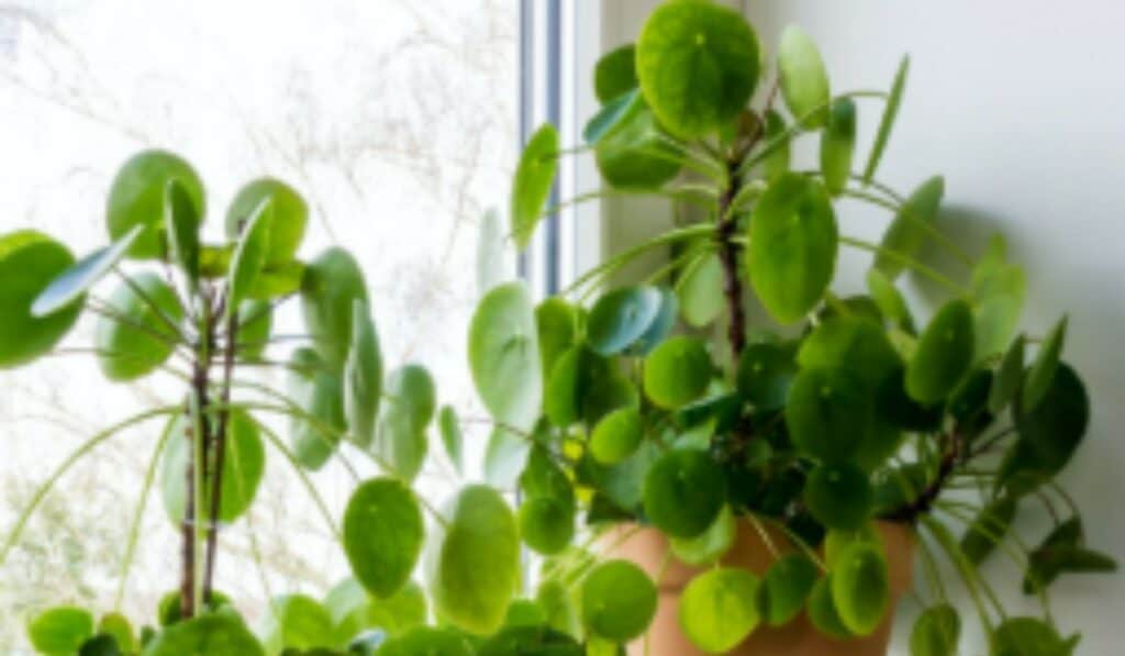 Pannenkoekplant