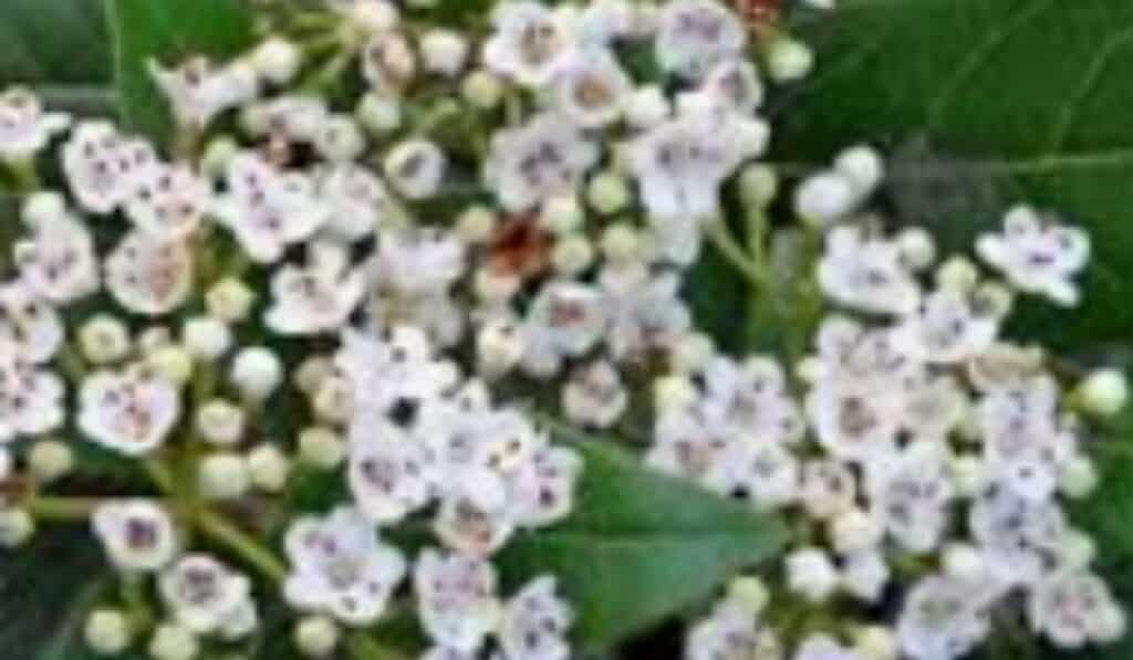 Viburnum tinus: Alles Wat Je Moet Weten over Verzorging, Snoeien