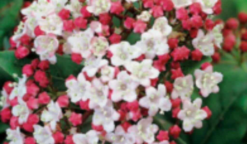 Viburnum tinus: Alles Wat Je Moet Weten over Verzorging, Snoeien