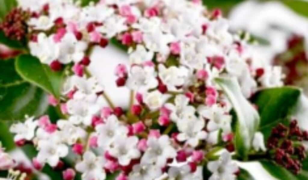 Viburnum tinus: Alles Wat Je Moet Weten over Verzorging, Snoeien