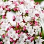 Viburnum tinus: Alles Wat Je Moet Weten over Verzorging, Snoeien