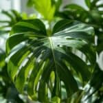 Monstera Planten Ultieme Gids voor Verzorging, Stekken en Unieke Variëteiten