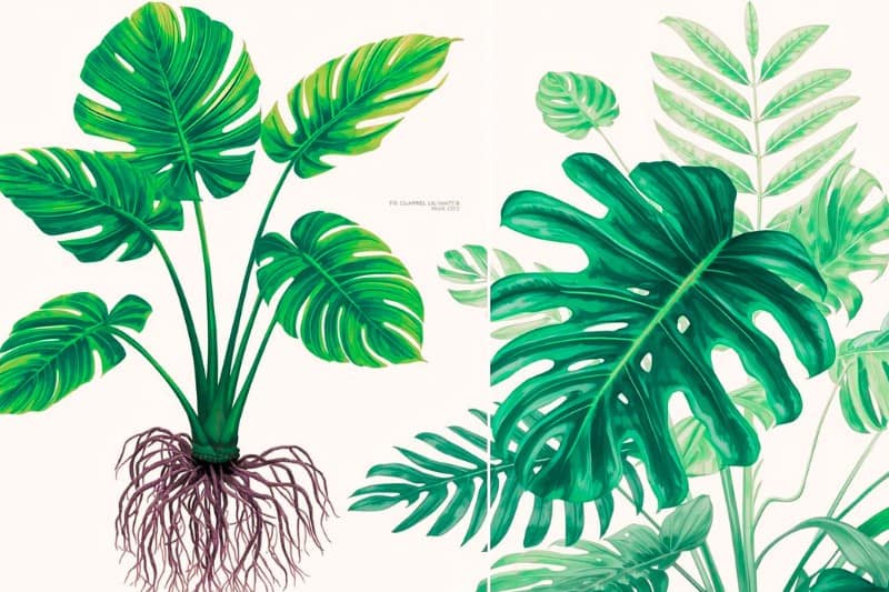 Monstera Planten Ultieme Gids voor Verzorging, Stekken en Unieke Variëteiten