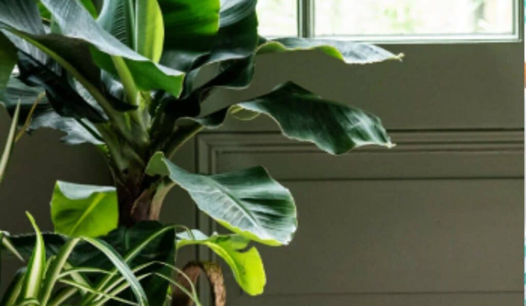 Bananenplant Gids: Van Binnen Tot Buiten, Verzorging en Stekken