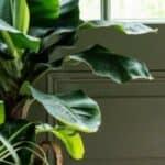 Bananenplant Gids: Van Binnen Tot Buiten, Verzorging en Stekken