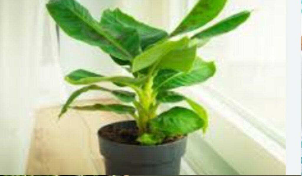 Bananenplant