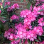 Rhododendron Gids: Van Kopen tot Snoeien en Stekken
