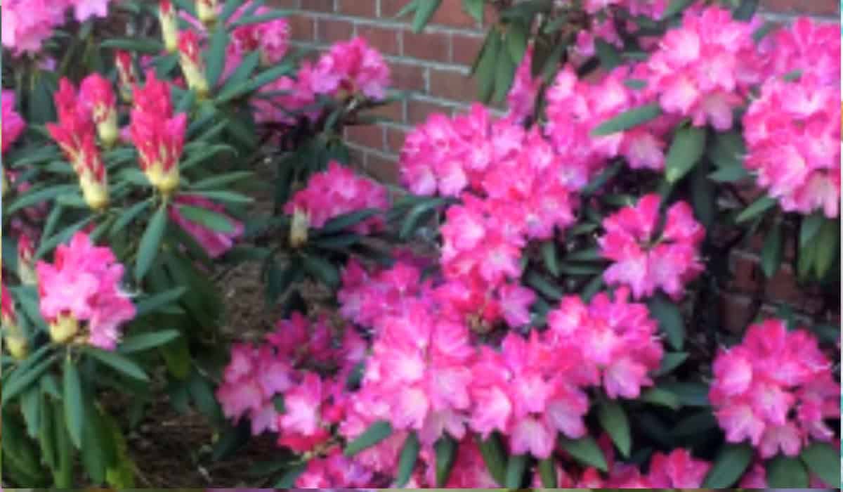Rhododendron Gids: Van Kopen tot Snoeien en Stekken
