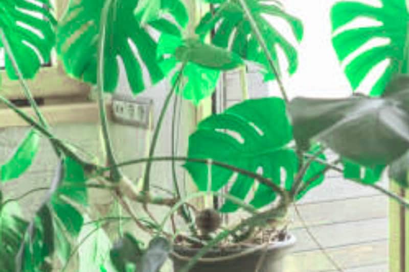 Monstera Planten Ultieme Gids voor Verzorging, Stekken en Unieke Variëteiten