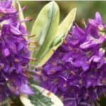 Hebe plant – Complete gids voor planten, verzorging en onderhoud