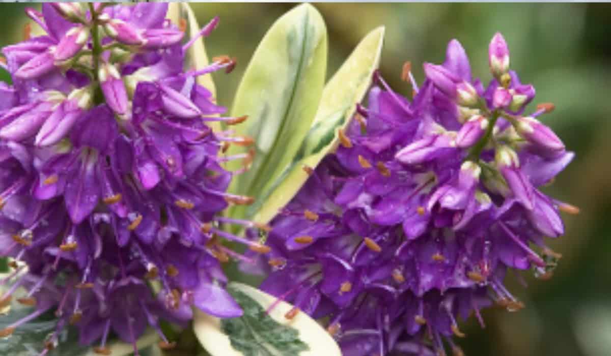 Hebe plant – Complete gids voor planten, verzorging en onderhoud