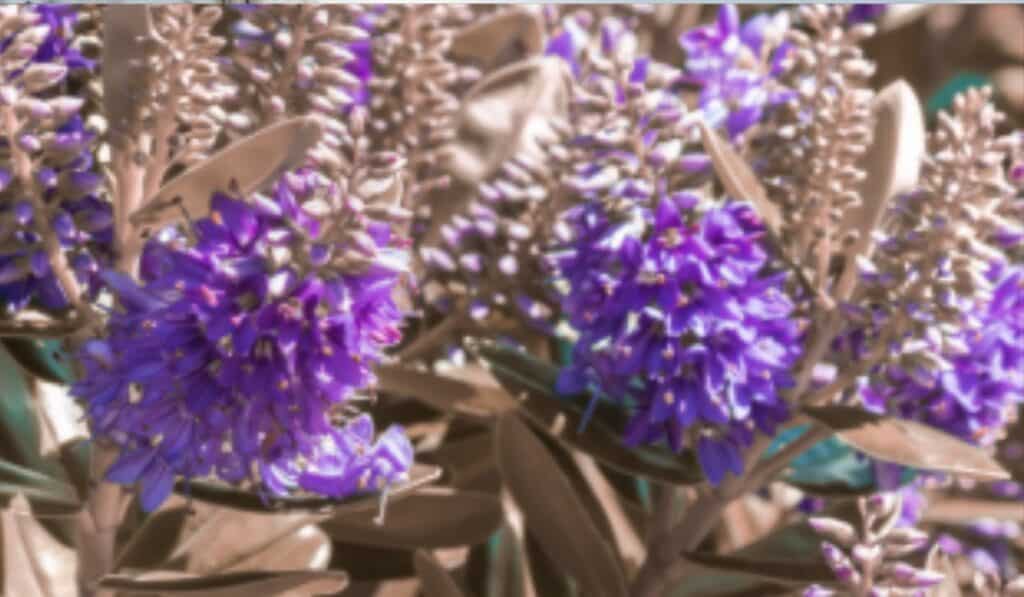 Hebe plant