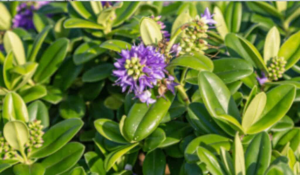 Hebe plant