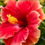 Hibiscus – Complete gids voor verzorging en onderhoud