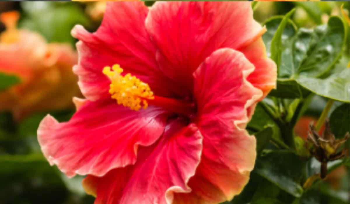 Hibiscus – Complete gids voor verzorging en onderhoud