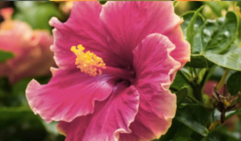 Hibiscus