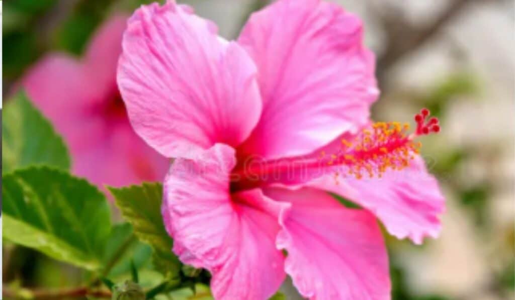 Verzorging, Groei en Kleurrijke Bloemen Hibiscus: Complete Plantenhandleiding