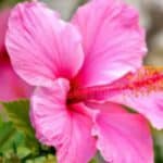 Verzorging, Groei en Kleurrijke Bloemen Hibiscus: Complete Plantenhandleiding