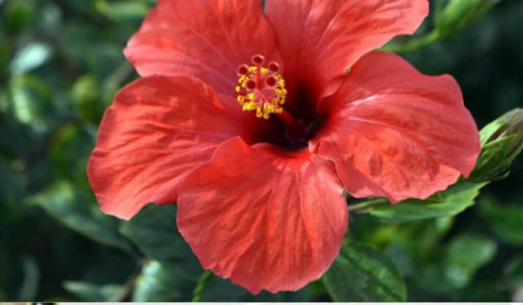 Hibiscus
