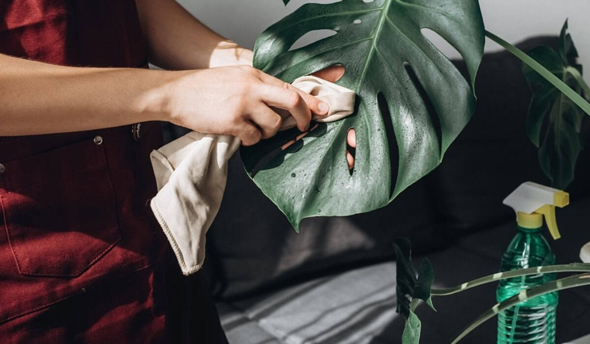 Monstera verzorgen, stekken en laten groeien – de complete gids voor een gezonde gatenplant