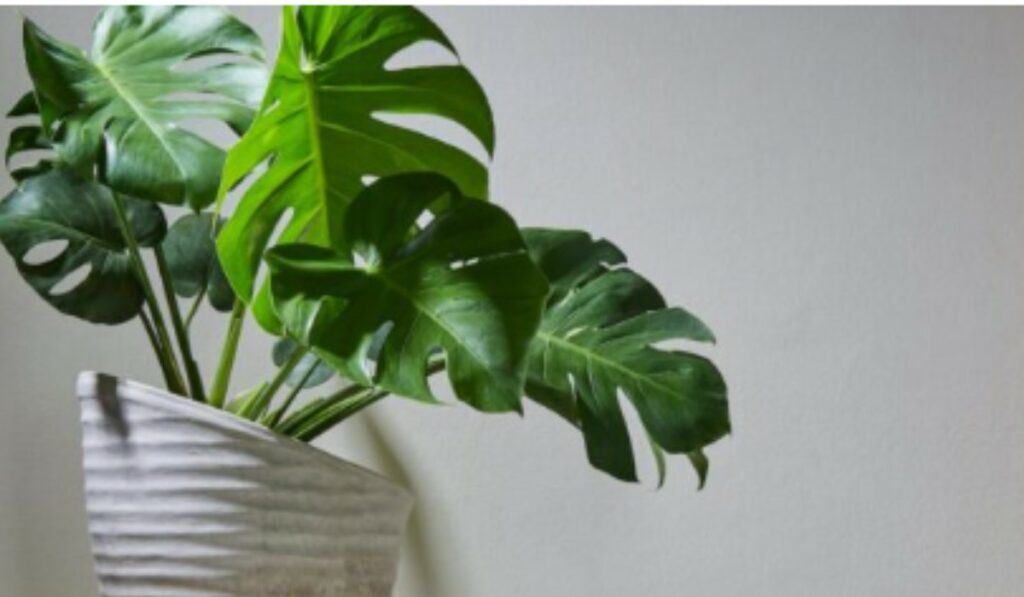 Monstera verzorgen