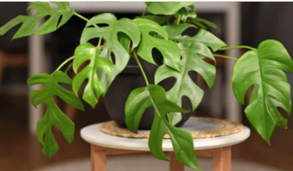 Monstera verzorgen